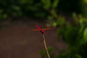 Red dragonfly resting on a twig photo