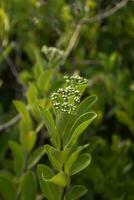 cerca arriba de pequeño verde hojas con pequeño blanco flores foto