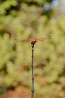 Red dragonfly resting on a twig photo