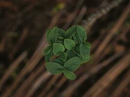 Top view of leaves in the forest. photo