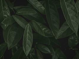 temperamental verde manojo de hojas. foto