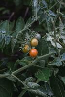 maduro Tomates en el ramas foto