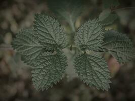 Top down Shot of Symmetrical Plant head. photo