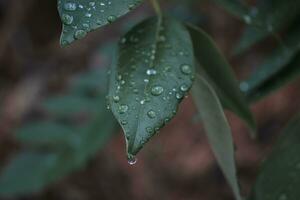 Water droplets on the leaves photo