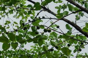 Fresh Green Plant Growth for Healthy Eating. photo