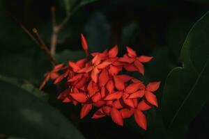 ixora coccinea es un especies de floración planta foto