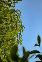 Green leaves on blue sky background photo