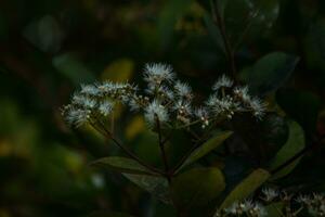 Close-up of Natures Beauty Flower photo