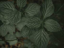 Top down shot of Leaves with pattern. photo