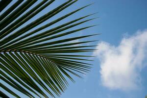 Coconut leaf against the blue sky photo