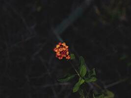 Isolated Flower with Red and Orange Petals. photo