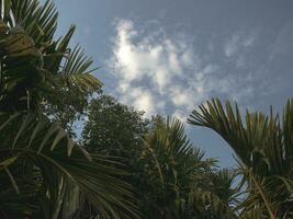 Sky Shot Through Leaves of Areca nut plant. photo