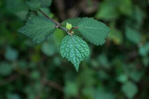 de cerca de verde hoja planta parte foto