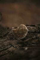 Mushroom on the bark of an old tree photo