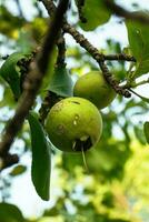 verde frutas en un árbol rama foto