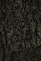 Tree bark texture background. photo