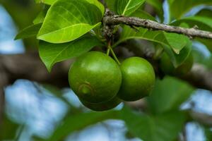 Fresh Green Plant Growth for Healthy Eating. photo