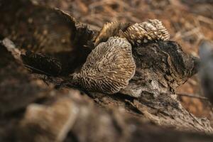 Close up of Mushroom on a dead tree photo