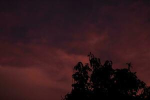 silhouette of tree with dark red sky background photo