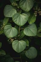 Green Heart shaped leaves background photo