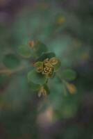 Green leaves with shallow depth of field. photo