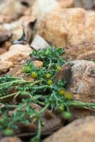 Fresh Yellow Herb in Rockbed Close-Up. photo