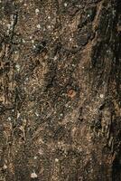 Abstract Bark of tree texture. photo