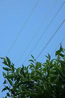 Eucalyptus branches and wires against the blue sky photo