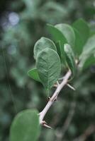 verde hojas en el jardín, India foto