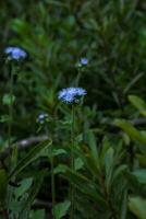 Close-up of Natures Blue Beauty photo