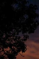 Silhouette of tree at twilight time photo