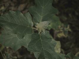 Top down isolated budding Leaf. photo