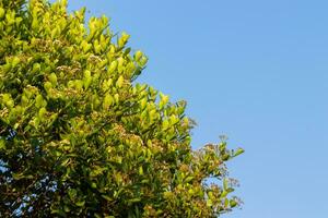 Growth of Greenery in Clear Skys Blue photo