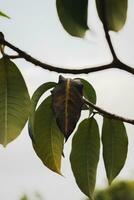 Close up of dry leaf on tree photo