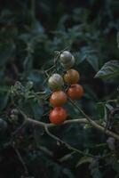 Ripening Bunch of Cherry Tomatoes. photo