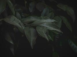 temperamental verde manojo de hojas. foto