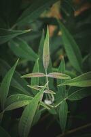 Leaves of the plant, close-up photo