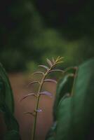 Close up of green leaf with blur background photo