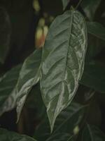 Isolated Closeup of a shiny Leaf. photo