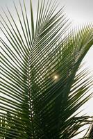 Coconut palm tree leaves with sun light photo