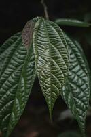 Leaves of cacao tree. photo