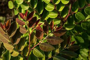 un Estallar de natural belleza frondoso verde crecimiento. foto