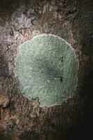 Green mold on the tree photo