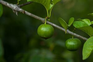 Fresco verde planta crecimiento para sano comiendo. foto