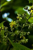 Close up of green leaves and yellow flowers photo