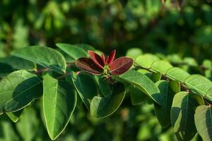 A vibrant, lush shrub bursting with green leaves photo