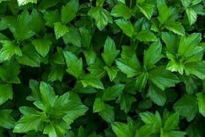 el verde frescura de herbario crecimiento foto