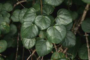 Green Heart shaped leaves background photo