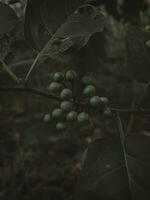 Moody Dark image of Wild Green Berries. photo