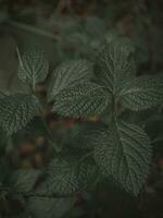 Top down shot of Leaves with pattern. photo